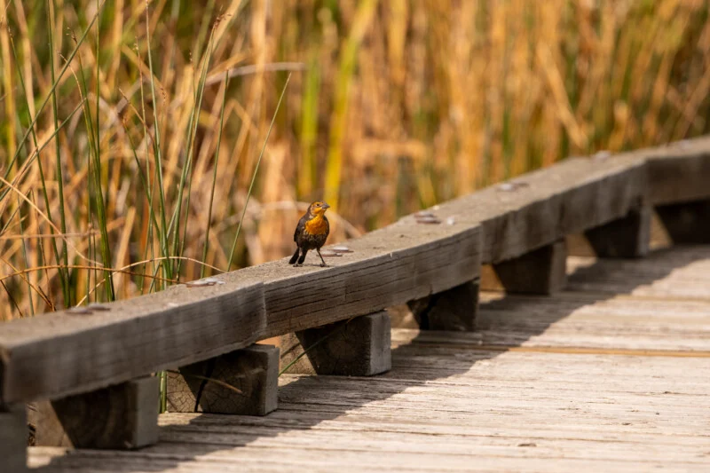 A yellow-headed blackbird stands on the wooden railing of a boardwalk next to tall, dry marsh grasses.