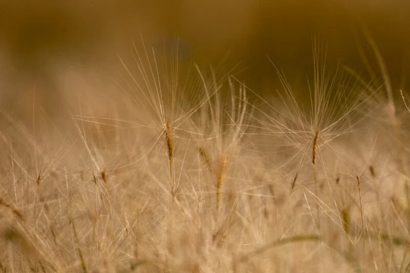 A close-up view of golden, feathery grass heads with long, thin awns swaying in a soft-focus field.