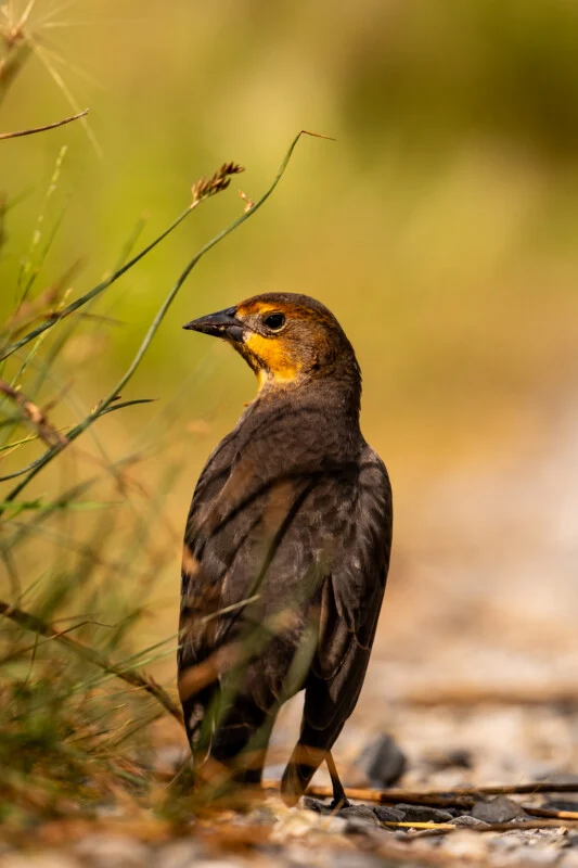 A female yellow-headed blackbird with a brown body and a bright yellow throat stands on a gravel path next to tall grass.