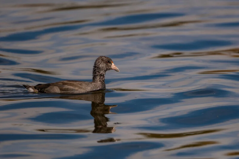 A dark-feathered Eurasian coot swims on calm, hazy blue water, casting a clear reflection.