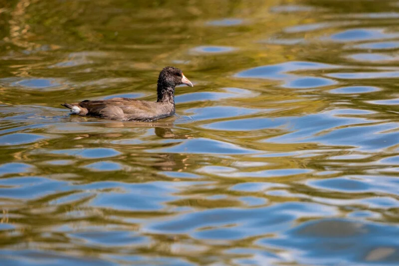 A dark-feathered American coot with a white beak swims across rippling, golden-tinted water.