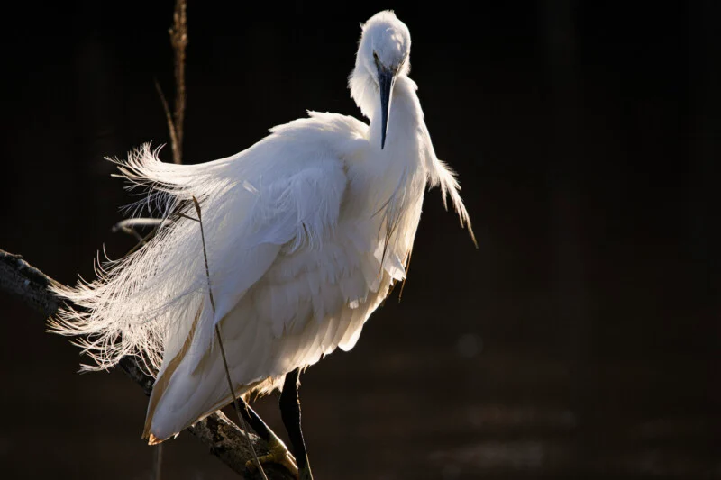 A white egret with long, wispy breeding plumage stands perched on a dark branch against a black background.