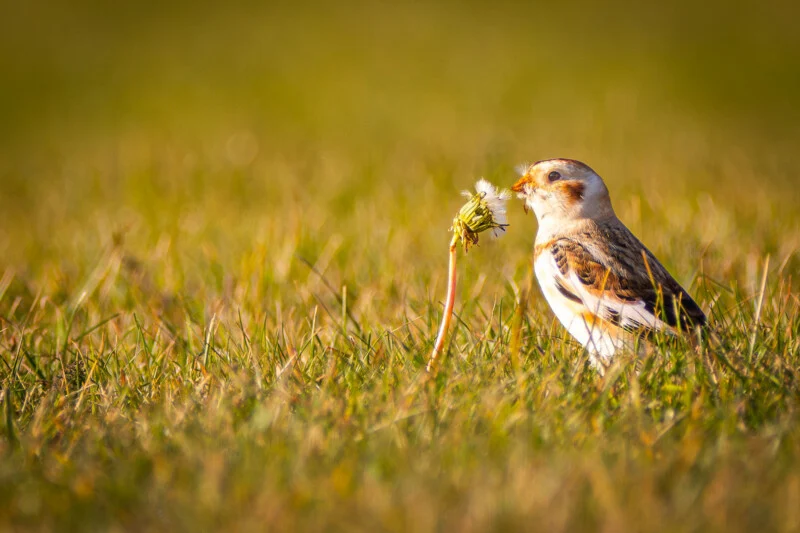 A snow bunting stands in a grassy field, pecking at the seeds of a dandelion.