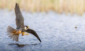 17-jarige fotograaf maakt unieke foto van valk die op een libel jaagt