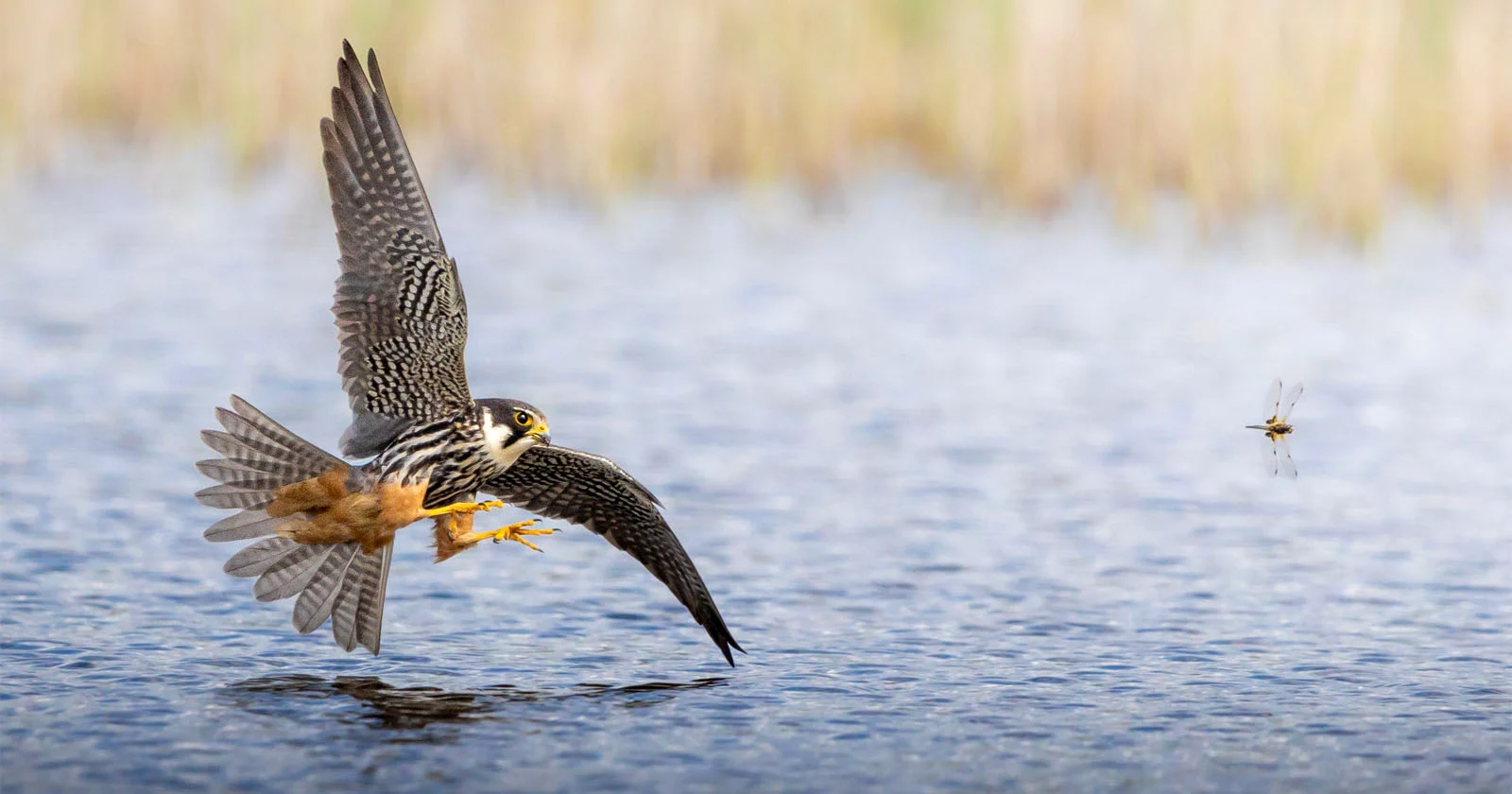17-jarige fotograaf maakt unieke foto van valk die op een libel jaagt
