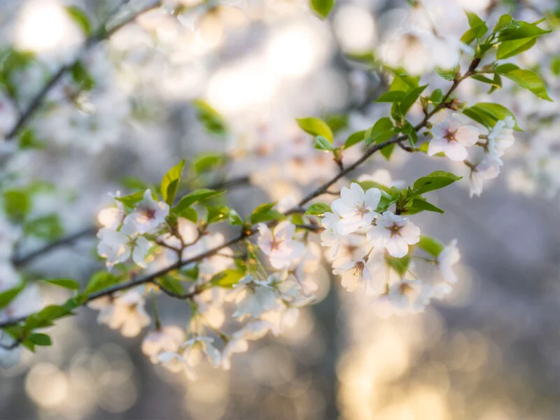Delicate white cherry blossoms bloom on thin branches against a soft, sunlit bokeh background.