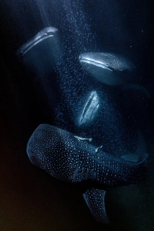 Three whale sharks swim through a dark, deep ocean, surrounded by a dense school of small, shimmering fish.