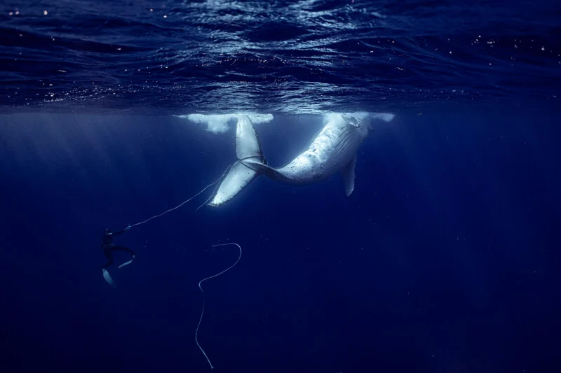 A diver in a wetsuit and fins holds a rope attached to the tail of a humpback whale swimming near the ocean surface.