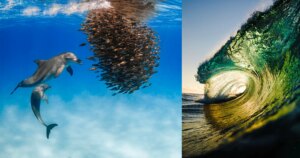 10 Winnende Foto's van de Underwater Awards Australasia 2026