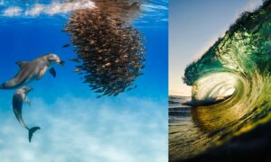 10 Winnende Foto’s van de Underwater Awards Australasia 2026