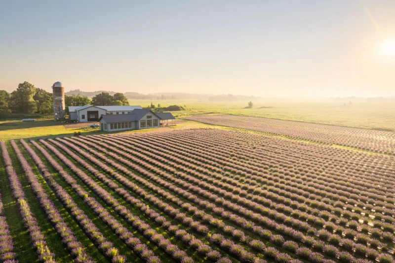 An aerial view of a lavender farm at sunrise, featuring rows of purple plants, a modern building, and a silo with a floral mural.