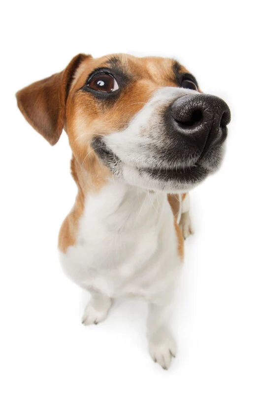 A Jack Russell Terrier with brown and white fur looks upward with a wide, smiling expression against a white background.