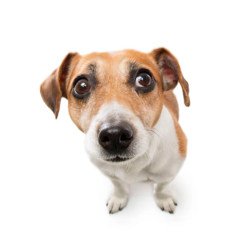A Jack Russell Terrier with large, expressive brown eyes looks upward against a plain white background.