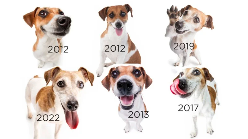 A collage of six Jack Russell Terrier photos, each labeled with a year ranging from 2012 to 2022, showing the dogs in various poses.