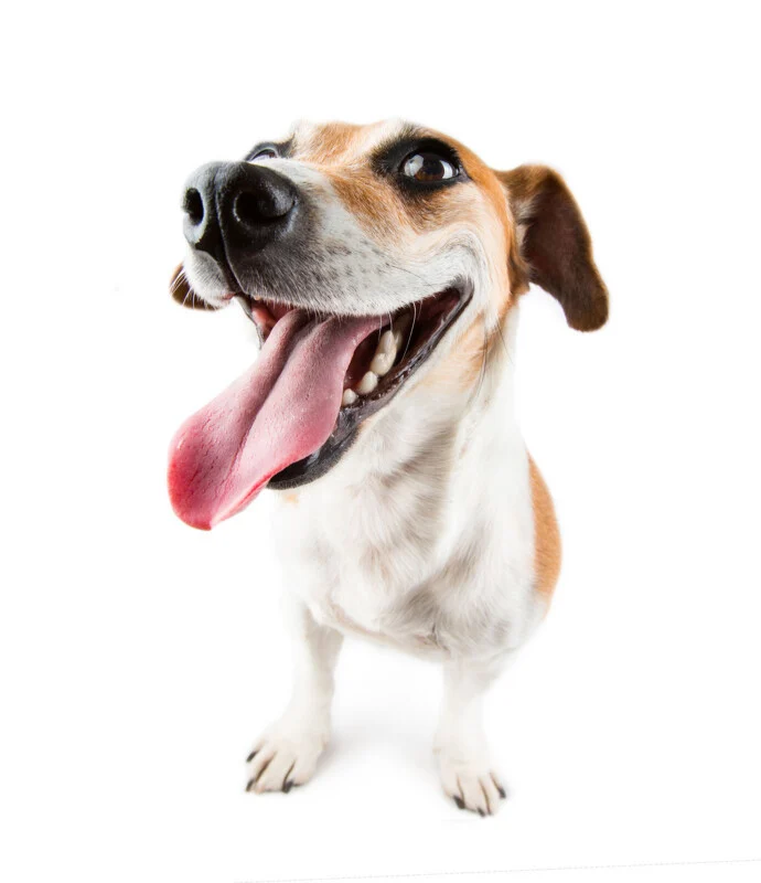 A Jack Russell Terrier with a wide, happy expression and its tongue hanging out, captured from a low-angle, wide-lens perspective against a white background.