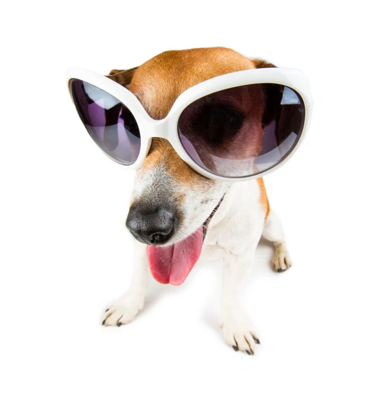 A Jack Russell Terrier wearing oversized white-rimmed sunglasses with dark lenses, looking at the camera with its tongue out.