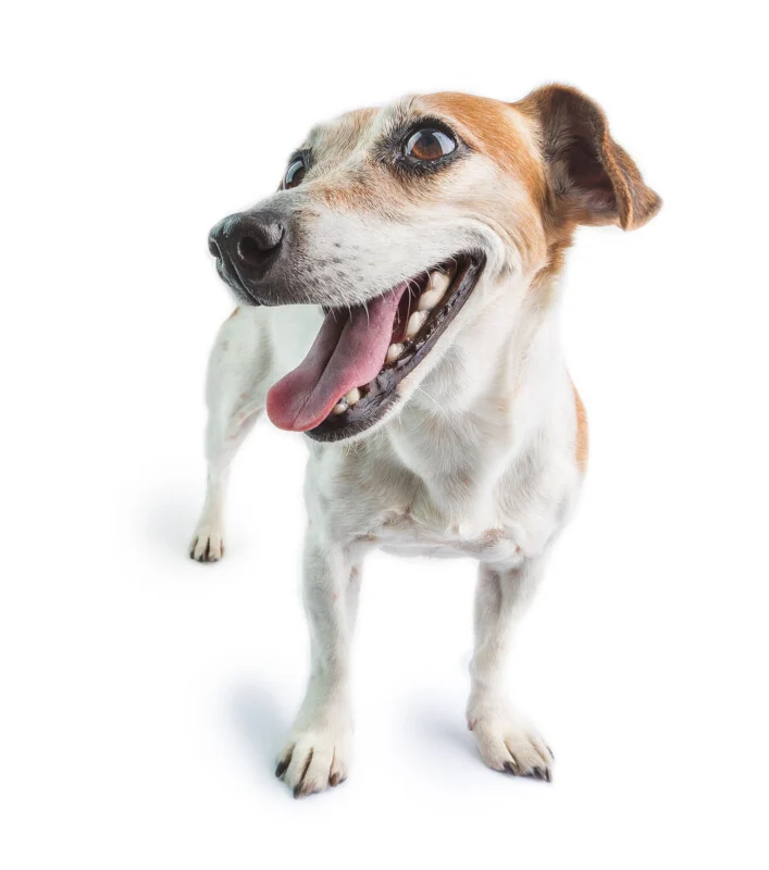 A Jack Russell Terrier stands against a white background with its mouth open and tongue hanging out.