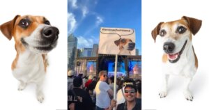 Hoe de stockfoto's van de hond van deze fotograaf uitgroeiden tot een virale meme