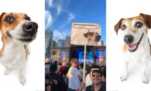 Hoe de stockfoto’s van de hond van deze fotograaf uitgroeiden tot een virale meme