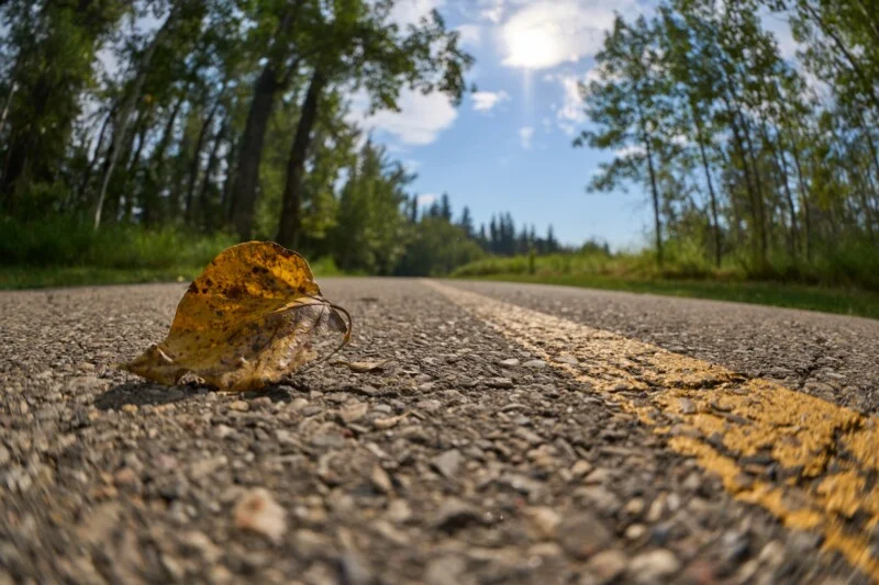 A single yellow autumn leaf rests on the asphalt of a road marked with a yellow center line, framed by trees under a sunny sky.