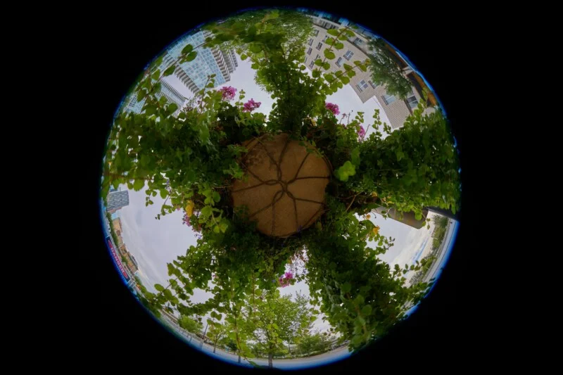 A fisheye view looking up at a hanging flower basket with green vines and pink flowers, surrounded by city buildings and trees.