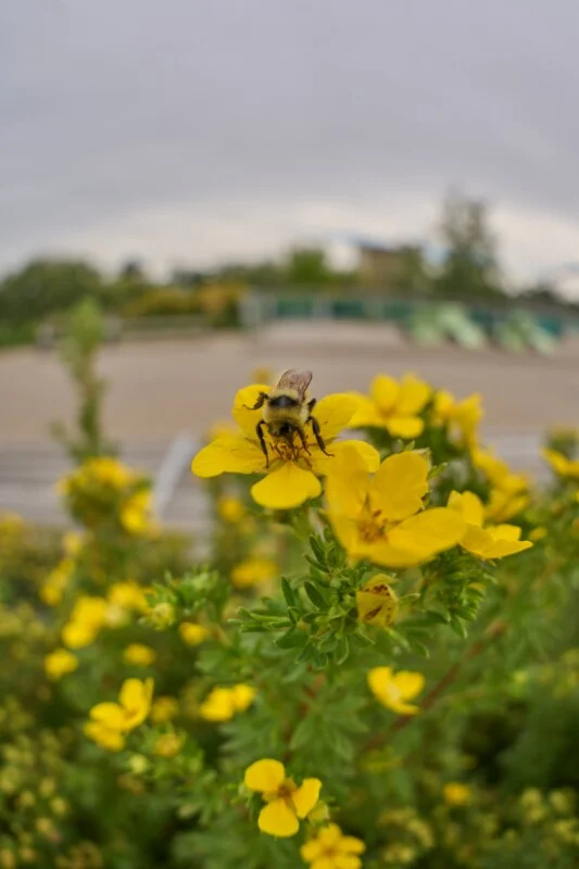 A bumblebee rests on a bright yellow flower in a garden, with a blurred background of a park and cloudy sky.