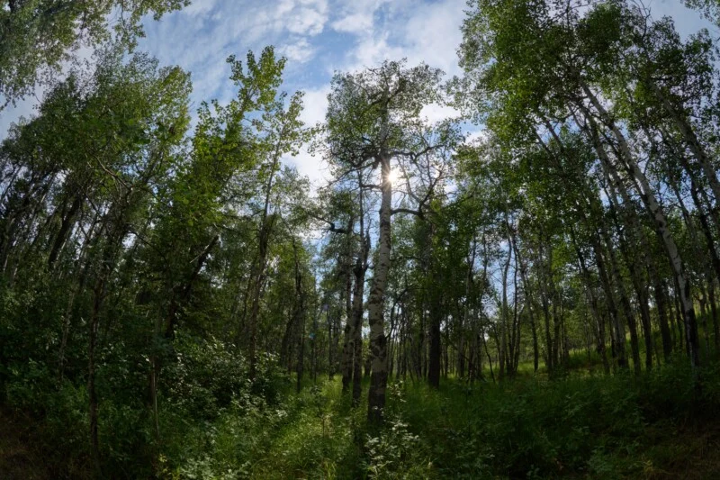 A low-angle, wide-angle view of a forest of aspen trees with sunlight filtering through the canopy against a blue sky.