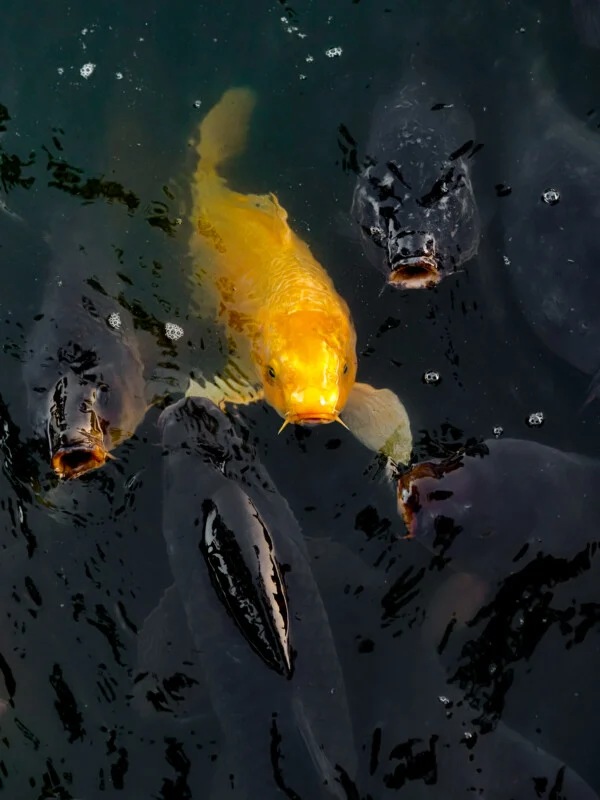 A bright yellow koi fish swims among several dark, open-mouthed fish in murky water.