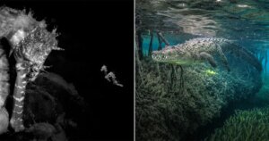 40 prijswinnende foto's van Oceanfotograaf van het Jaar 2026