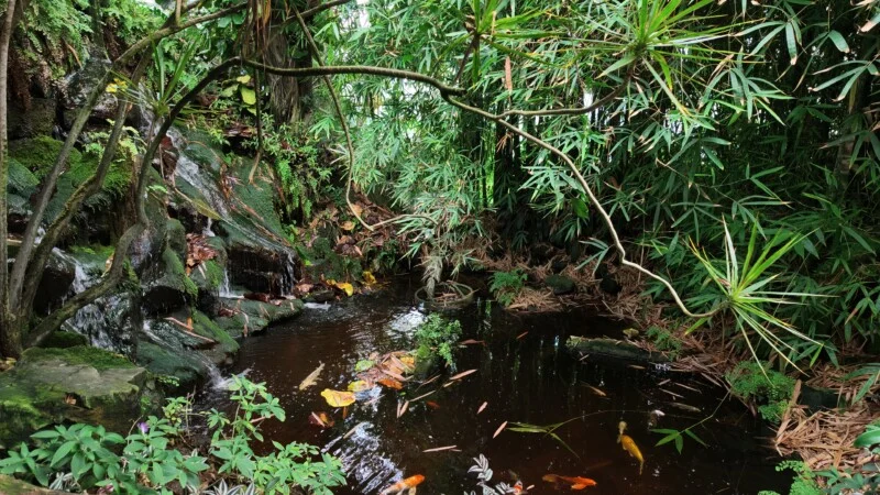 A small waterfall cascades over mossy rocks into a dark pond filled with several koi fish, surrounded by lush bamboo and foliage.