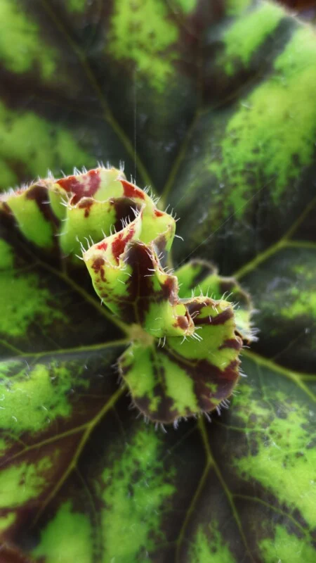 A close-up view of a textured, ruffled begonia leaf with a variegated pattern of lime green and dark brown, featuring fine hairs along its edges.