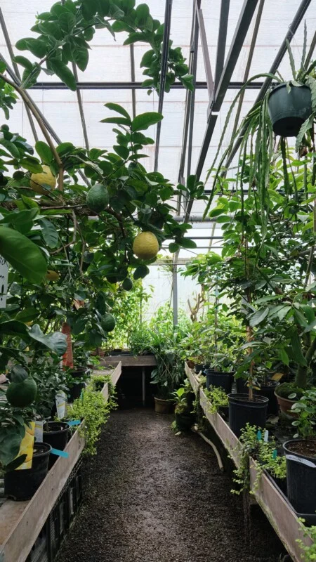 A greenhouse interior features a gravel path flanked by wooden benches holding various potted citrus trees and other plants.
