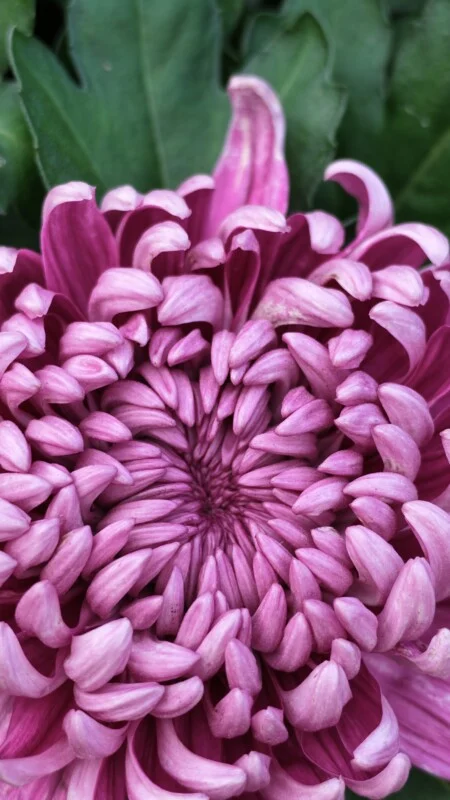 A close-up view of a vibrant purple chrysanthemum flower with tightly packed, curved petals radiating from the center.