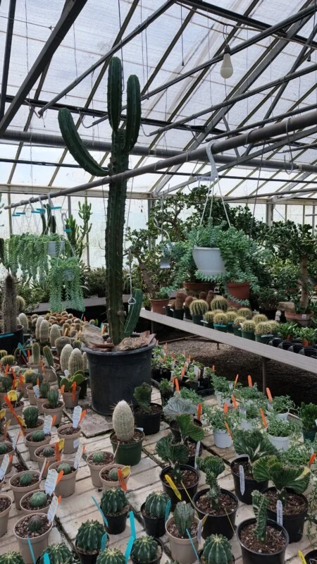 A large columnar cactus stands in a black pot in a greenhouse filled with various potted cacti and succulents on tables and hanging from the ceiling.