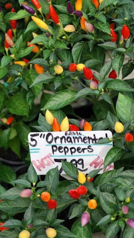 A plant with many small, colorful peppers in shades of red, yellow, and purple, featuring a sign that reads 5" Ornamental Peppers.