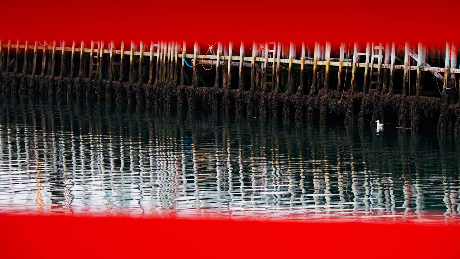 A wooden pier structure with seaweed-covered pilings is reflected in calm water, framed by two horizontal red bars.