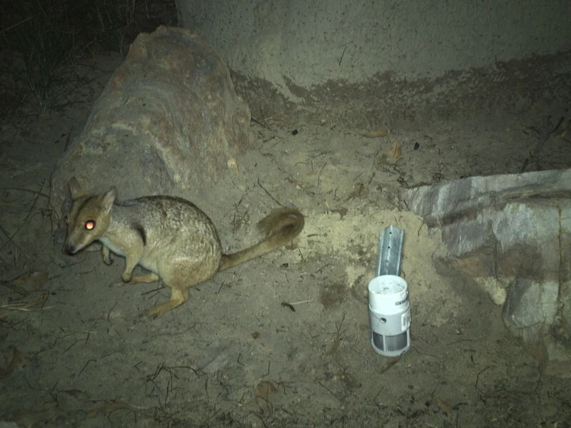 A small, light-brown marsupial with a bushy tail and glowing red eyes stands on sandy ground next to a rock and a small white cylindrical device.