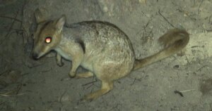 Kleine wallaby bekend als 'Nabarlek' voor het eerst in 50 jaar gespot met trailcam