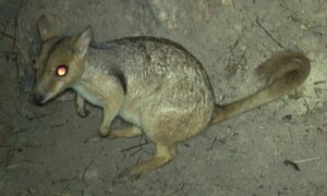 Kleine wallaby bekend als ‘Nabarlek’ voor het eerst in 50 jaar gespot met trailcam