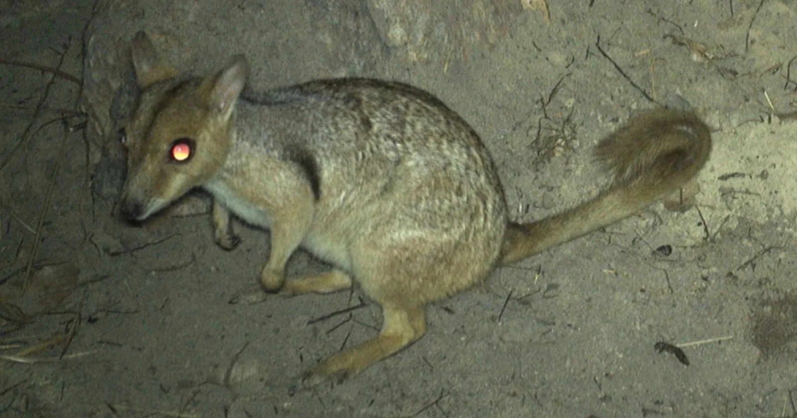 Kleine wallaby bekend als 'Nabarlek' voor het eerst in 50 jaar gespot met trailcam