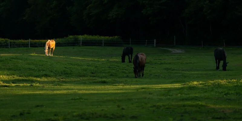 Vier paarden grazen in een grasveld bij zonsondergang, met een rij bomen op de achtergrond.