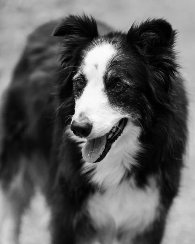Een zwart-wit portret van een border collie met de bek open en tong uit, kijkend naar de zijkant.