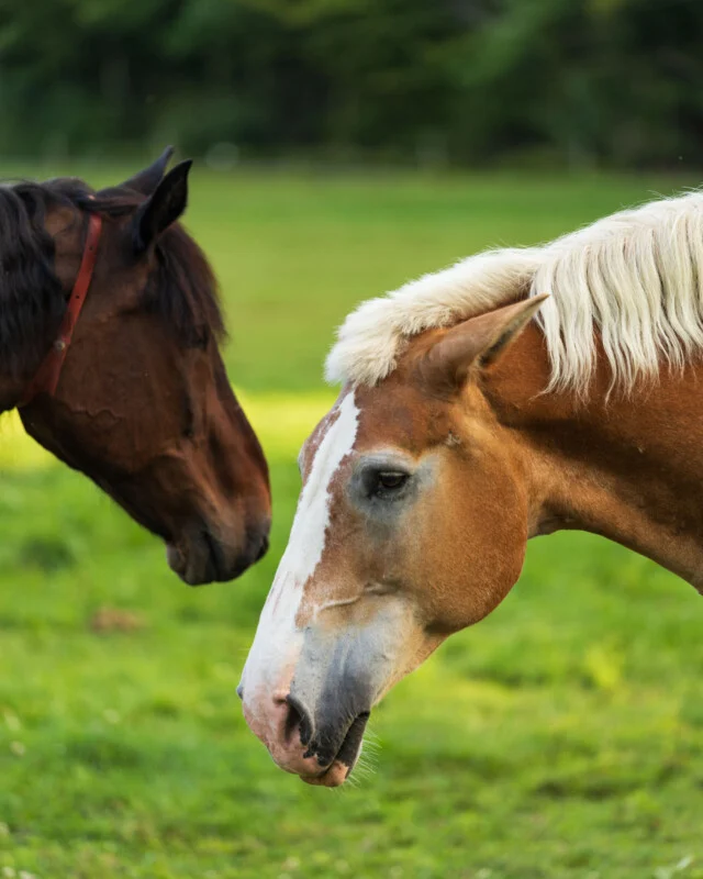 Twee paarden staan in een grasveld, met een bruine paard op de achtergrond en een lichtbruine paard met een witte manen en blaze op de voorgrond.