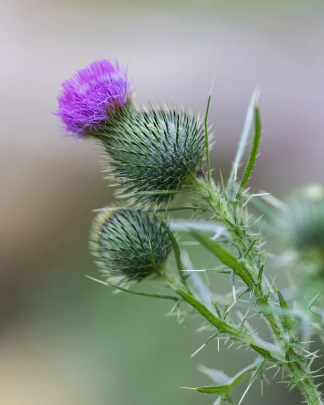 Een close-up van een paarse distel met een paarse bloemkop die boven een stekelige, groene stengel uitkomt, met een kleinere knop eronder.