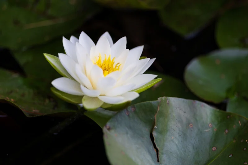 Een witte waterlelie met een gele kern bloeit tussen donkergroene waterlelies op een vijver.