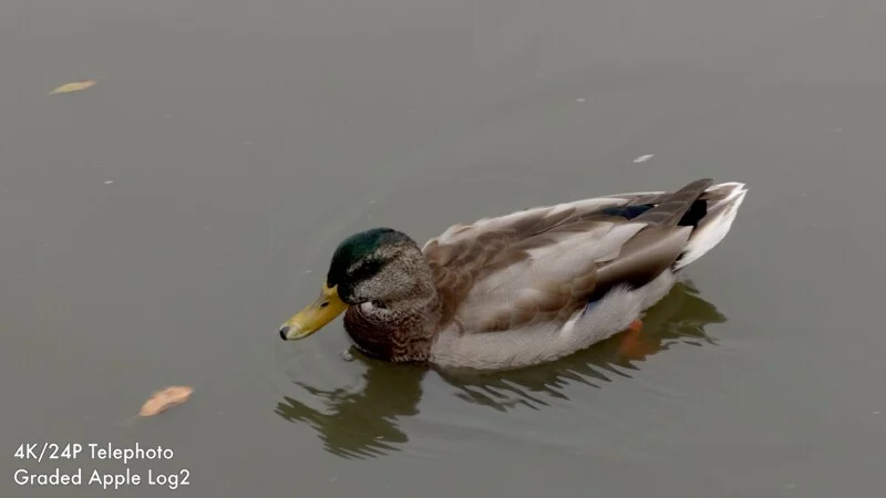 Een eend zwemt op kalm, grijs water terwijl twee gevallen bladeren in de buurt drijven.