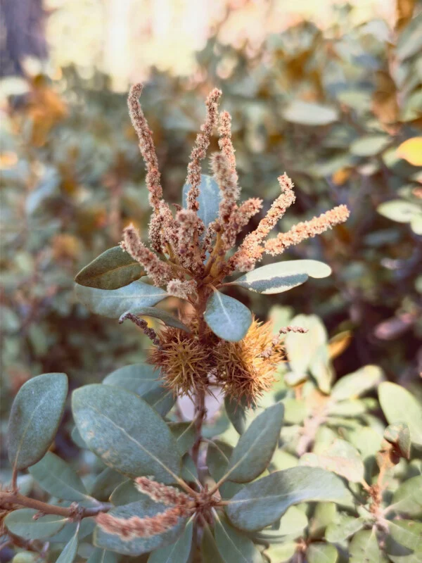 Een close-up van een plantentak met lange, vlezige bruinige katjes en twee stekelige, berkenachtige zaadpeulen tussen ovale, grijs-groene bladeren.
