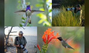 OM System: Vogels zoals je ze nog nooit eerder hebt gezien