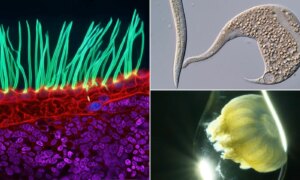 16 Nikon Small World in Motion-winnaars tonen de microscopische dynamiek van de natuur