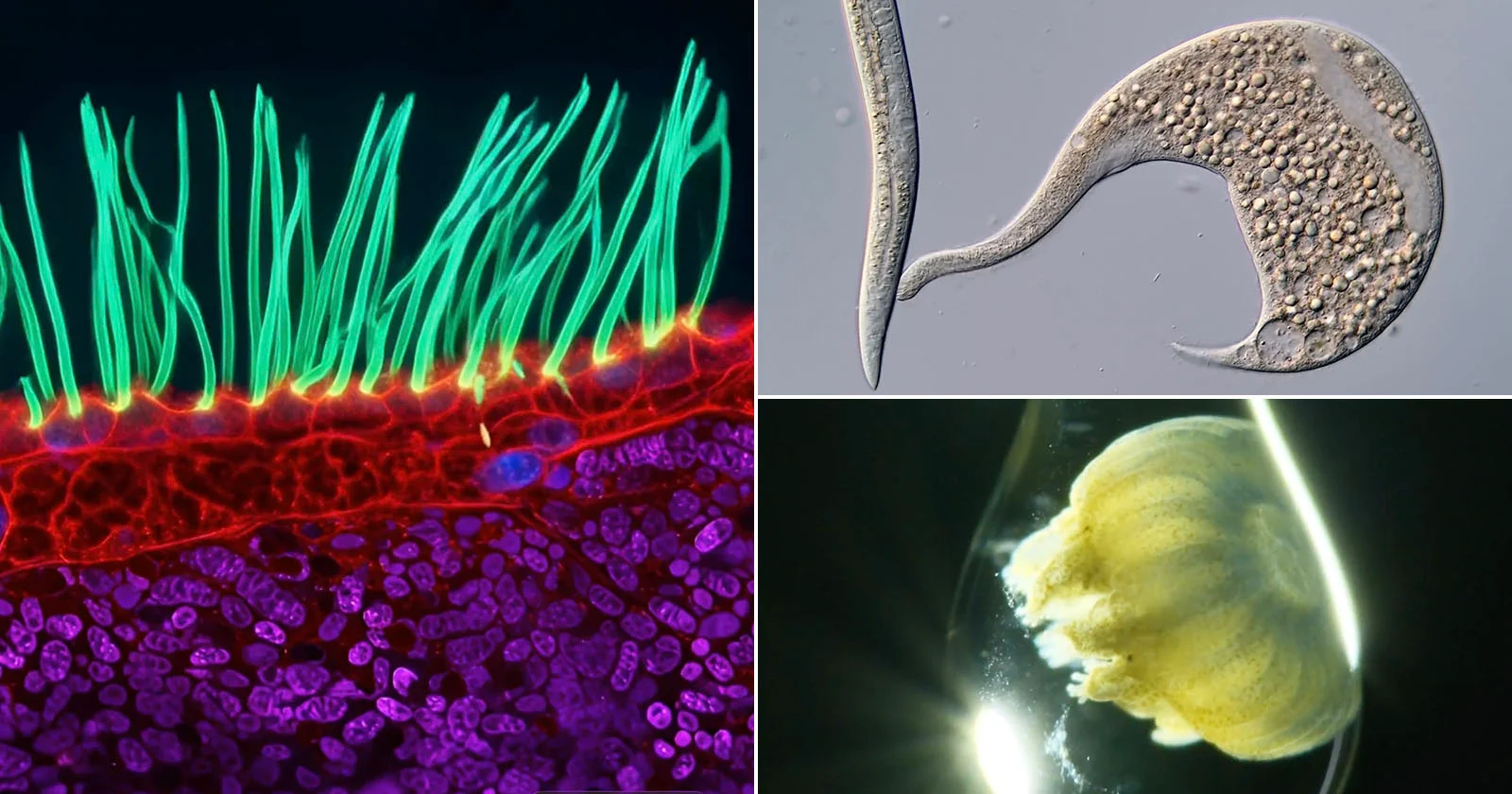 16 Nikon Small World in Motion-winnaars tonen de microscopische dynamiek van de natuur